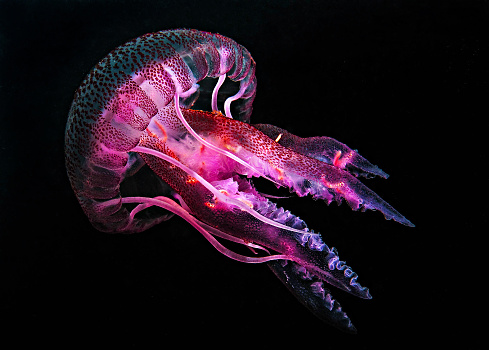 Jellyfish. Sureal. Night dive photo. Fantastic colors!