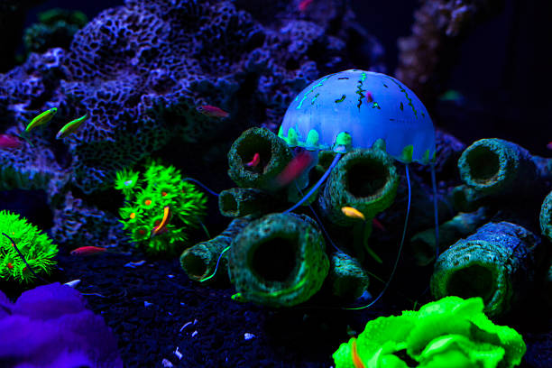 медузы на дне среди кораллов. - medusa стоковые фото и изображения