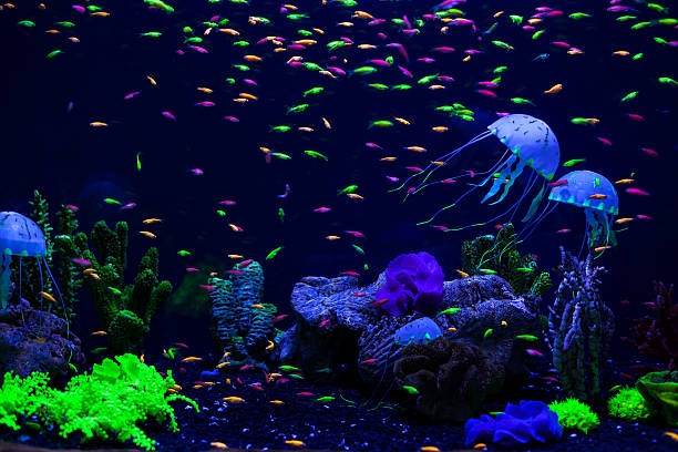 медузы, кораллы и рыбы. - medusa стоковые фото и изображения