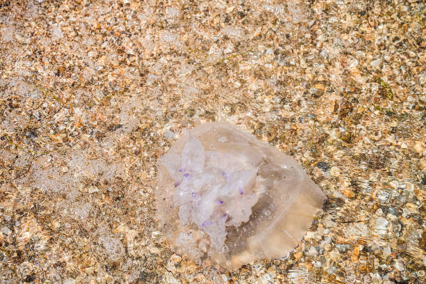 medusa dalle orecchie aurelia aurita sulla costa marina - meduza foto e immagini stock