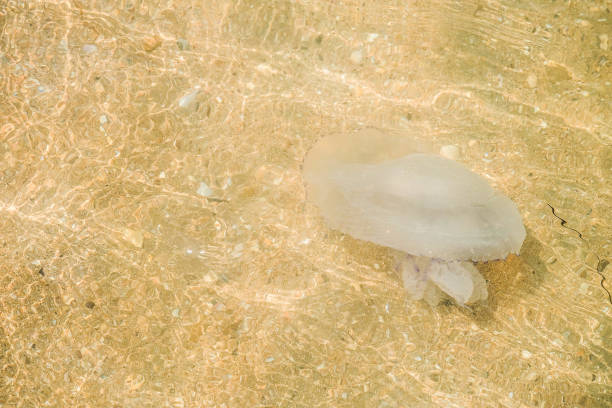 medusa dalle orecchie di aurelia in acque poco profonde vicino alla spiaggia costiera - meduza foto e immagini stock