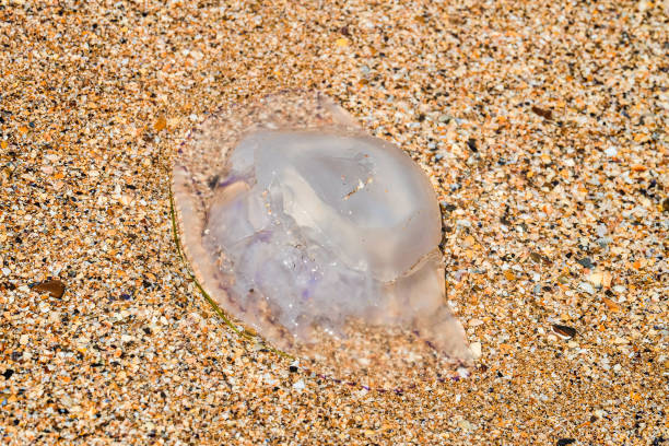medusa ha preso le orecchie aurelia gettata sulla costa del mare dopo una tempesta - meduza foto e immagini stock