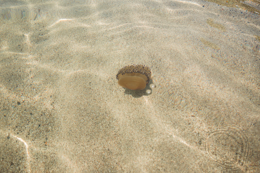 Beautiful but dangerous jellyfish floating in the sea near the coastline