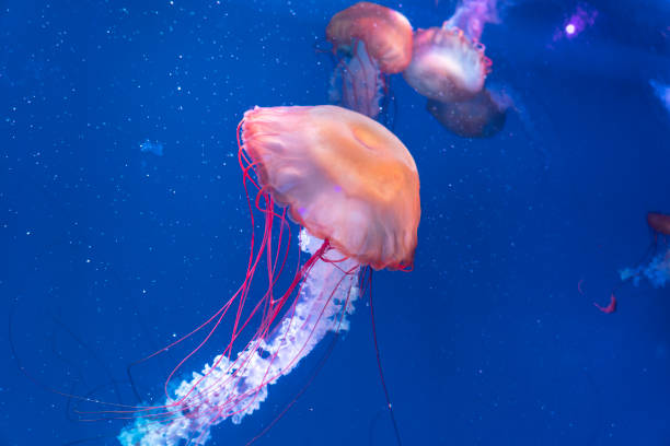 Jellyfish glowing in the water stock photo