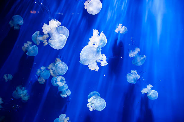 Jellyfish in an aquarium with blue water stock photo