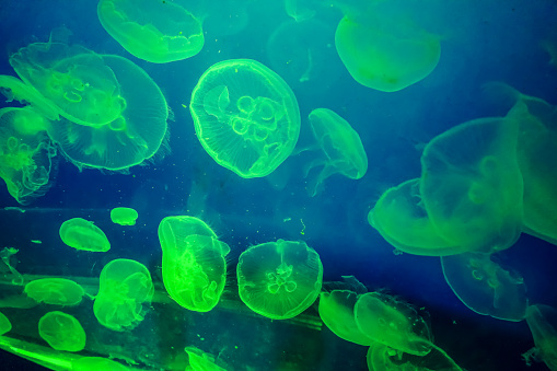 Jellyfish in an aquarium with green light.