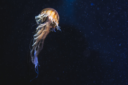 Jellyfish swimming in the sea, underwater.
