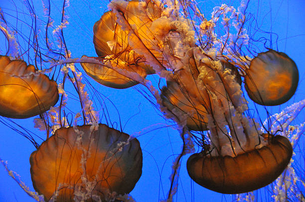 Jellyfish in Monterey Bay Aquarium, California stock photo