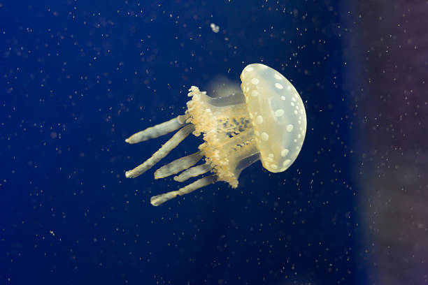 медузы в аквариуме - medusa стоковые фото и изображения
