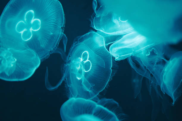 Jellyfish in the deep sea stock photo
