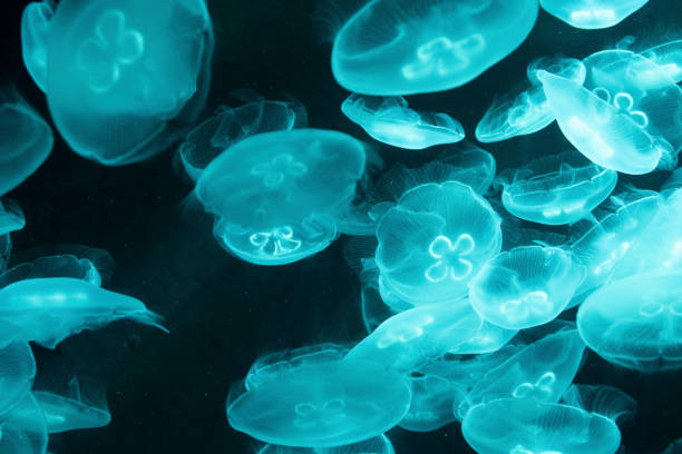 Jellyfish in the deep sea stock photo