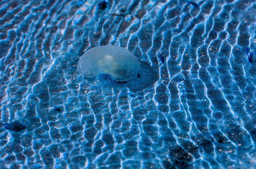 Sea Jellyfish floating in the clear transparent water.  Underwater biology invertebrate cnidaria sea life organism. Copy space