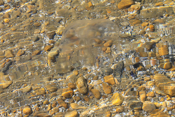 медуза в воде - medusa стоковые фото и изображения