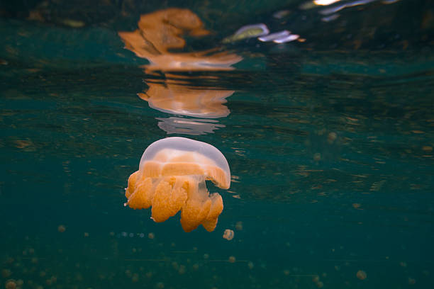 jellyfish lake, rock islands, palau - zoetwaterkwal stockfoto's en -beelden