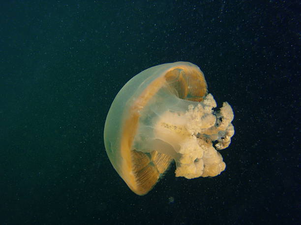 jellyfish lake, rock islands, palau - zoetwaterkwal stockfoto's en -beelden
