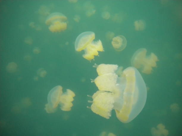 jellyfish living in palau.  jellyfish lake. - zoetwaterkwal stockfoto's en -beelden