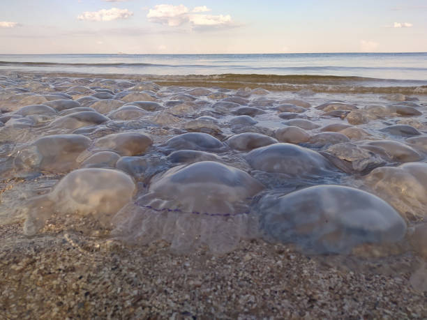 meduse sulla spiaggia. ecologia in mare. inquinamento degli oceani e impatto umano sulla natura. - meduza foto e immagini stock