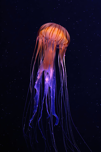 Orange jellyfish or Chrysaora fuscescens or Pacific sea nettle on deep blue background