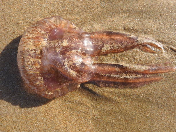medusa - caravella portoghese foto e immagini stock