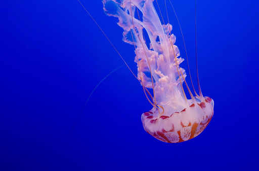 Jellyish are free-swimming marine animals found along costal waters.
