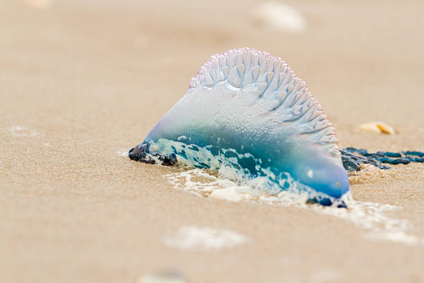 medusa - caravella portoghese foto e immagini stock