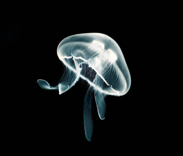 Jellyfish Swimming jellyfish on black background aluxum stock pictures, royalty-free photos & images