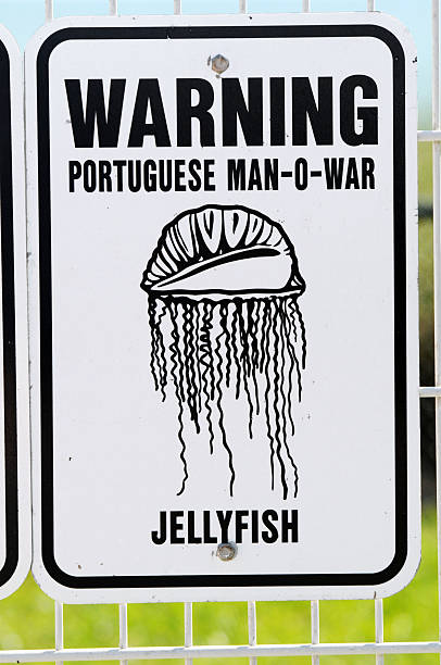 segnale di pericolo meduse - caravella portoghese foto e immagini stock