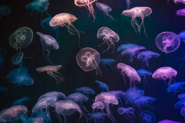 Jellyfish with neon glow light effect Jellyfish with neon glow light effect in aquarium bioluminescence stock pictures, royalty-free photos & images