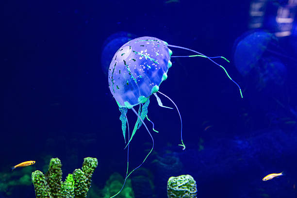 медуза с рыбки - medusa стоковые фото и изображения