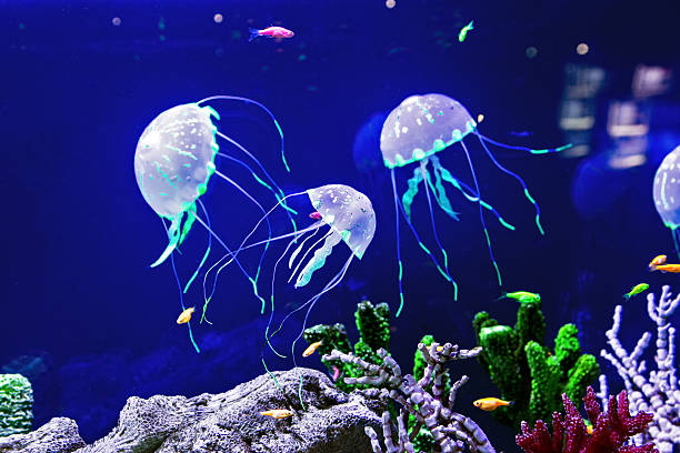 meduzy z ryby - medusa zdjęcia i obrazy z banku zdjęć