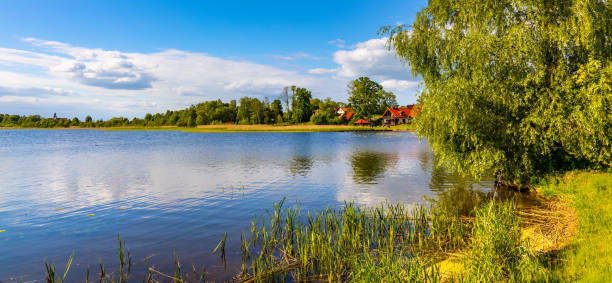 jezioro selmet wielki lake landscape in sedki village in masuria region of poland - roe deer bildbanksfoton och bilder