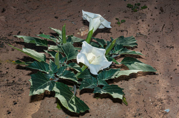 Jimson Weed or Sacred Datura, Datura wrightii, Red Rock Canyon National Conservation Area, Nevada, Mojave Desert, White Flower, Solanaceae Family, Jimson Weed or Sacred Datura, Datura wrightii, Red Rock Canyon National Conservation Area, Nevada, Mojave Desert, White Flower, Solanaceae Family, angel's trumpet flower stock pictures, royalty-free photos & images