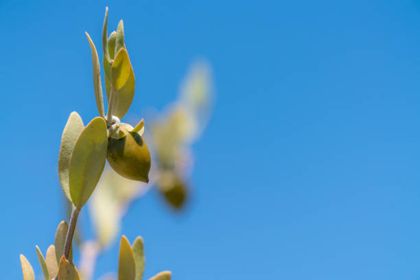 Jojoba bean plant with plain blue sky stock photo