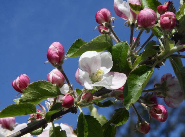 Jonagold Apple Blossoms stock photo