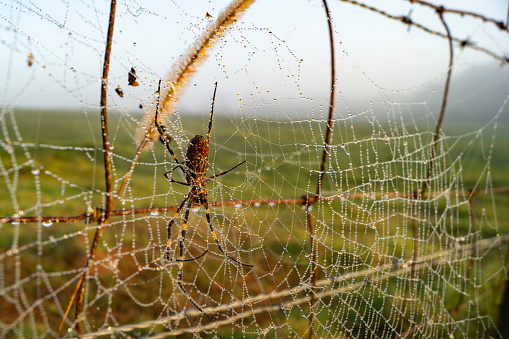 A Joro spider, an invasive species, hangs on a web covered in dew on a fence in Georgia.