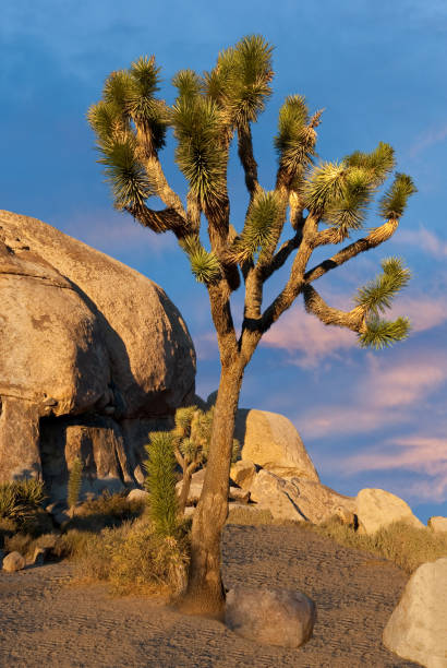 Joshua Tree at Cap Rock Two of the most striking features of the Mojave Desert in the American Southwest are the pillowy shaped rock formations and the strange looking plants that surround them. Heat and pressure over thousands of years transformed sedimentary rock into an entirely new kind of rock called gneiss. The strange looking Joshua Tree (Yucca brevifolia) is a member of the Agave family that typically grows in the Mojave Desert. Legend has it that Mormon pioneers named the tree after the biblical figure Joshua, seeing the limbs of the tree as outstretched arms. This Joshua Tree was photographed at the Cap Rock area in Joshua Tree National Park, California. jeff goulden joshua tree national park stock pictures, royalty-free photos & images
