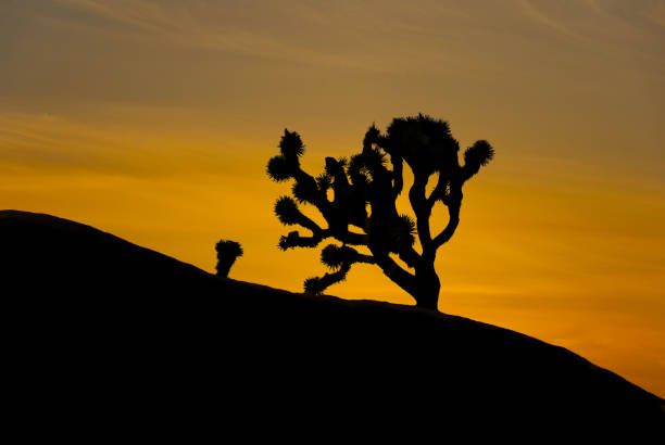 Joshua Tree at Sunset The Joshua Tree (Yucca brevifolia) is a member of the Agave family that typically grows in the Mojave Desert of the American Southwest. Legend has it that Mormon pioneers named the tree after the biblical figure Joshua, seeing the limbs of the tree as outstretched arms. This Joshua Tree was photographed at the Jumbo Rocks area in Joshua Tree National Park, California. jeff goulden joshua tree national park stock pictures, royalty-free photos & images