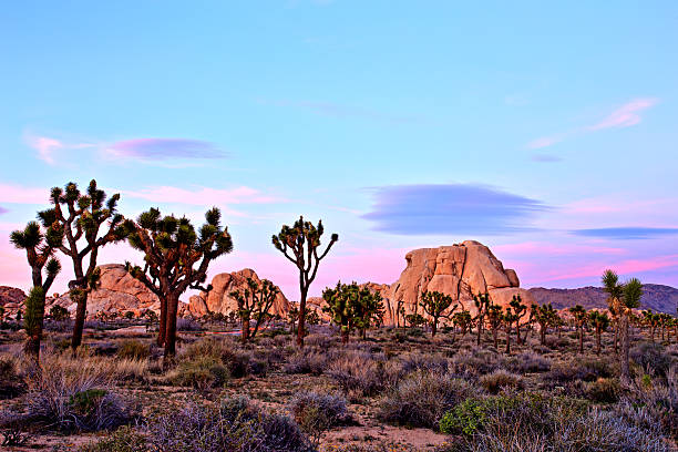 Joshua Tree National Park at Sunset, USA Joshua Tree National Park at Sunset, USA palm springs california stock pictures, royalty-free photos & images