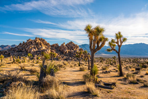 Joshua trees in Mojave Desert stock photo