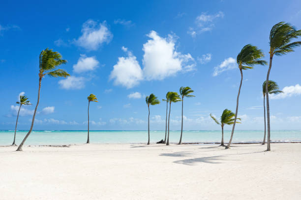 Juanillo beach with palm trees, white sand and turquoise caribbean sea. Cap Cana is a tourist area in Dominican Republic stock photo
