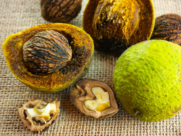 Juglans nigra, black walnut. Composition of nuts, green, whole with shell, opened and broken. Black walnut kernel. Juglans nigra, black walnut. Composition of nuts, green, whole with shell, opened and broken. Black walnut kernel. hull stock pictures, royalty-free photos & images
