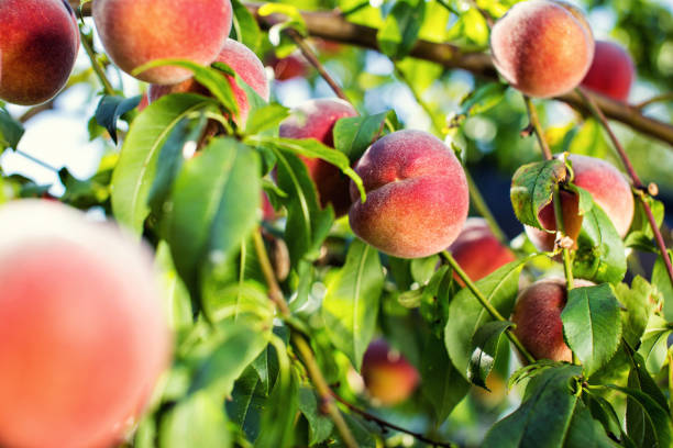 juicy peaches hang on a branch juicy peaches hang on a branch peach tree stock pictures, royalty-free photos & images