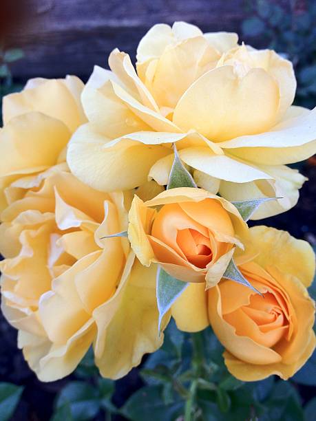 'Julia Child' a floribunda rose stock photo