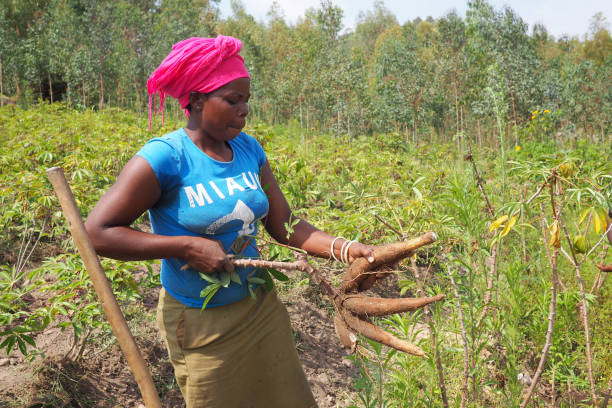 10 July 2019 - Ruhengeri, Rwanda : A rural woman farmer in her Casava fields in Rwanda. stock photo