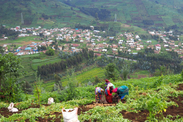 12 July 2019 - Ruhengeri, Rwanda: Subsistence farmers in central Africa, in Rwanda, harvesting potatoes stock photo