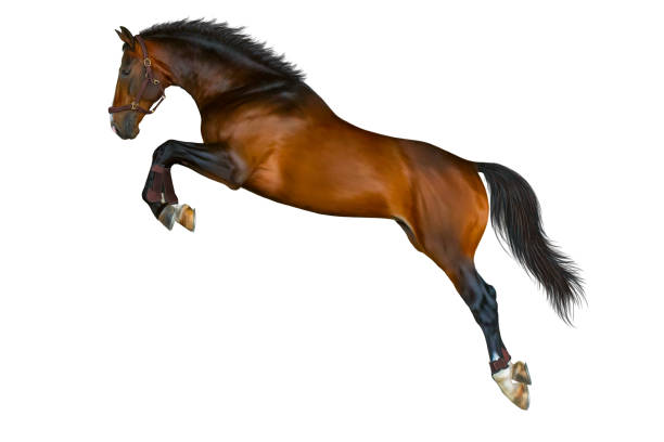 springen van brown-bay paard. - jumping stockfoto's en -beelden