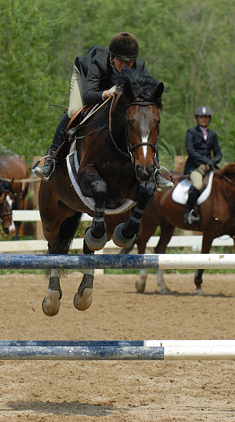 Jumper Horse stock photo