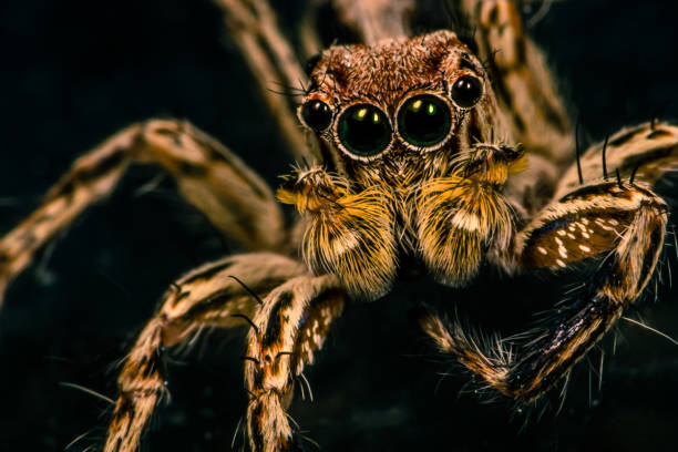 jumper spider in the dark stock photo