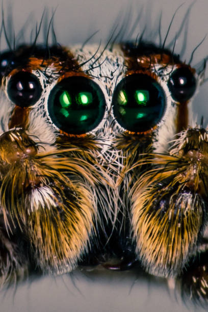 Jumper's Eyes in detail stock photo