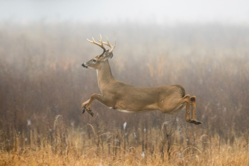 A whitetail buck deer in mid air jump on a very foggy fall morning.